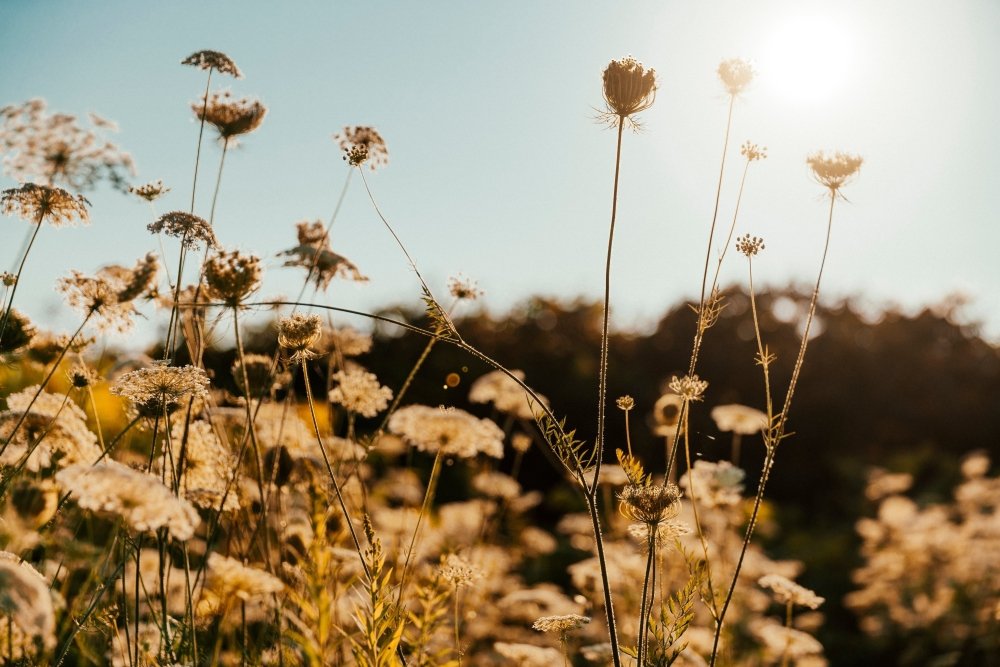 How Solar Chargers Are Changing the Way We Stay Connected - ChargeMax Energy